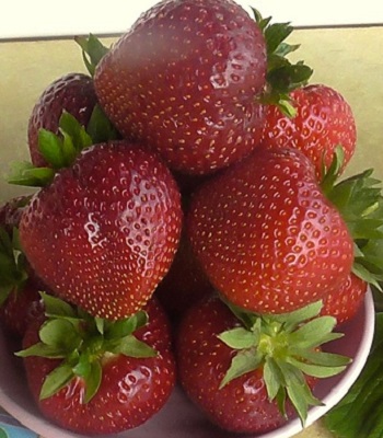 Полуниця (клубніка) "Фейт" (10 шт).