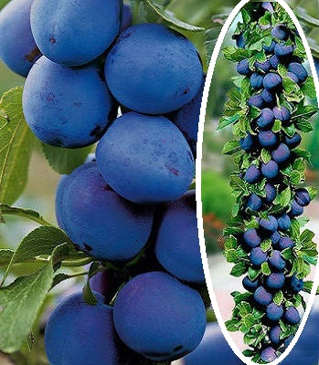 Слива колоновидна "Fruca" (Привита форма)