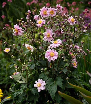 Анемона "Garden Breeze Whirlwind Pink" 