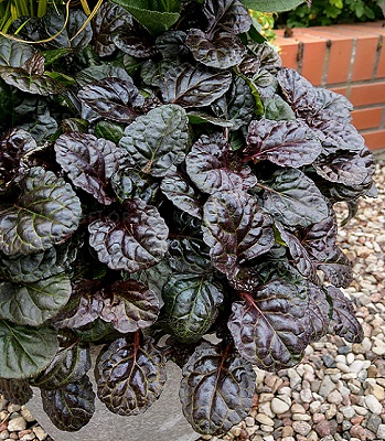 Живучка "Black Scallop"