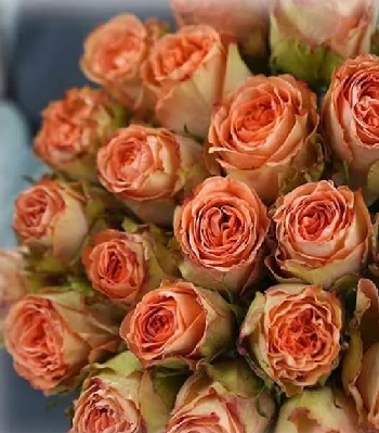 Троянда ч/г "Кантрі Хоум"