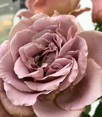 Троянда ч/г "Кафе Латте"