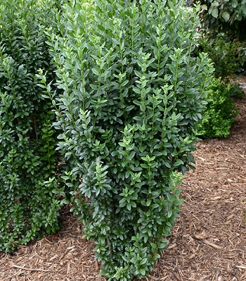 Бірючина  "Straight Talk"