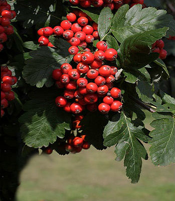 Горобина шведська (Привита форма)