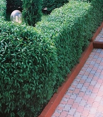 Бірючина зелена 