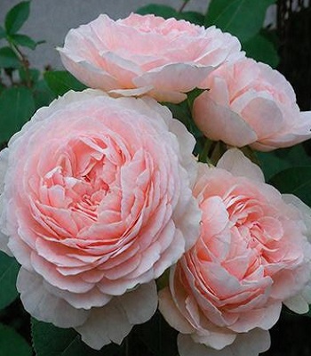 Троянда англійська "Claire Rose"