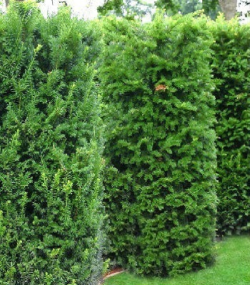 Тис середній "Hicksii" 