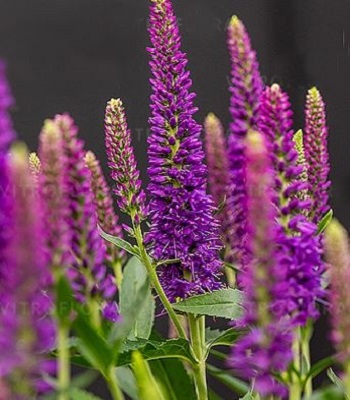 Вероніка "Lancita Purple" 