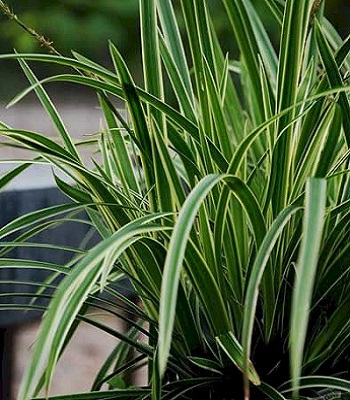 Carex "Variegata"