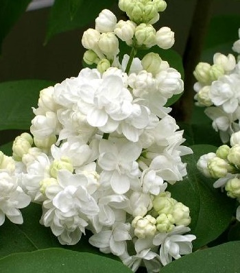 Бузок "Madame Lemoine" 