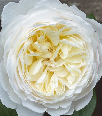 Троянда англійська "Claire Austin"