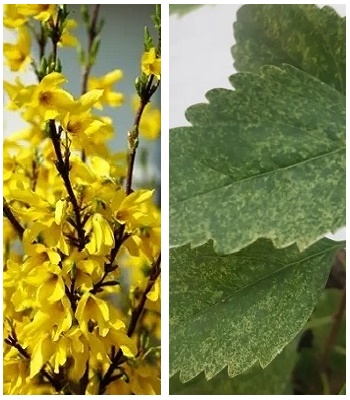 Форзиція "Lednogora" 