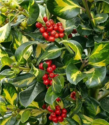 Падуб "Lawsoniana" 