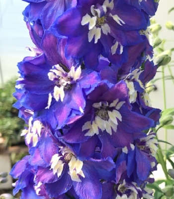 Дельфініум "Magic Fountains Dark Blue/White Bee"