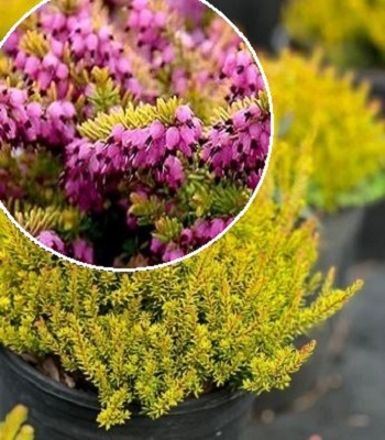 Еріка "Mary Helen'"