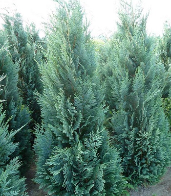 Кипарисовик Лавсона "Columnaris" 