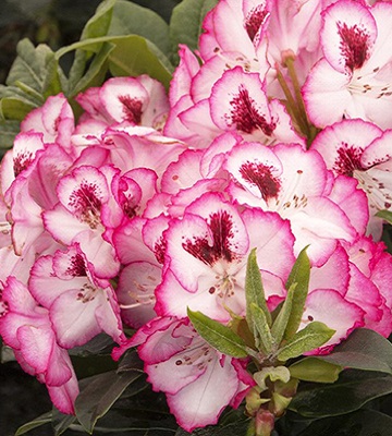 Рододендрон "Cherry Cheesecake" 