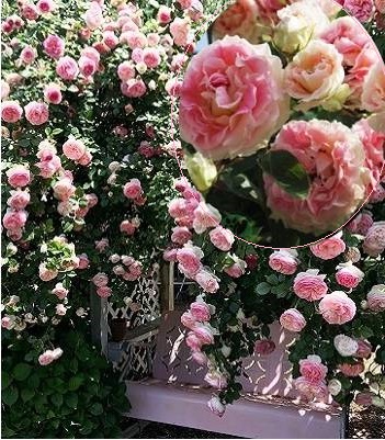 Троянда плетиста "Цезар"