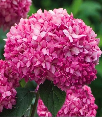 Гортензія деревовидна "Invincibelle Spirit"