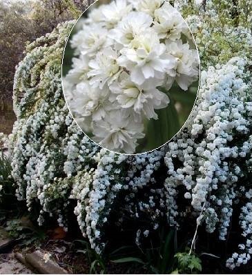 Спірея кантонська "Lanceolata" 