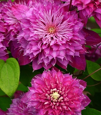 Клематис "Kaiser" 