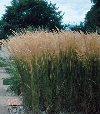 Molinia arundinacea "Karl Foerster"