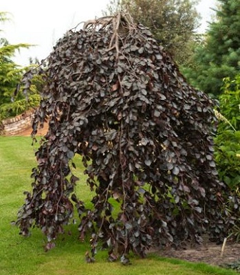 Бук "Purpurea Pendula" (Привитий на штамбі)