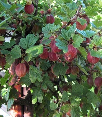 Аґрус "Hinnonmaki Rot" (Привитий на штамбі)