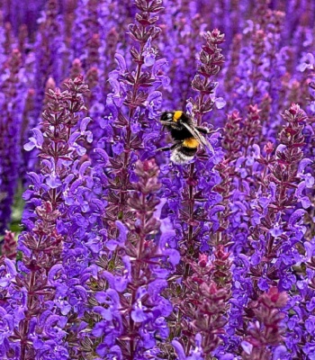 Шавлія "Rianne Purple"