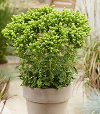 Флокс "Green Lion" 