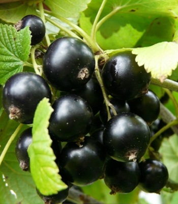 Смородина "Санюта" 