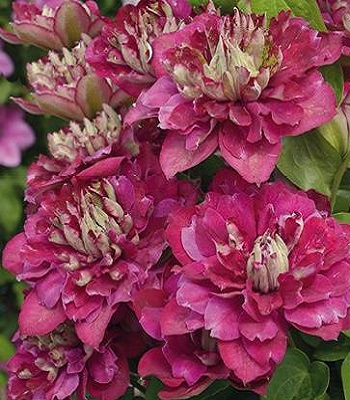 Клематис "Hot Kisses" 