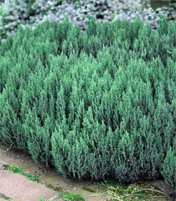 Ялівець горизонтальний "Grey Pearl"