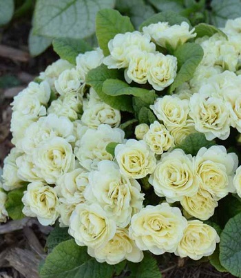 Примула "Belarina 'Cream" 