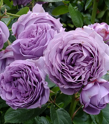 Троянда флорибунда "Blue Sky Freelander"