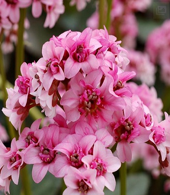 Бадан "Dragonfly" Sakura" 