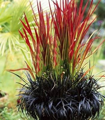 Ophiopogon "Nigrescens" 