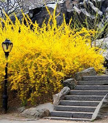 Форзиція європейська 