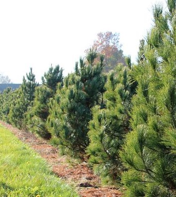 Сосна кедрова