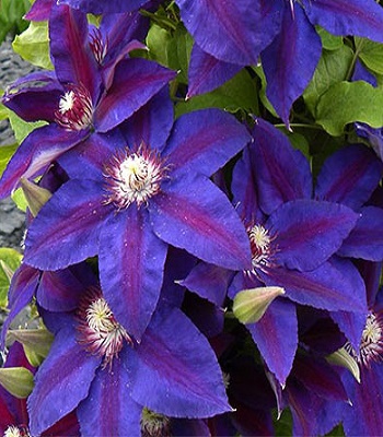 Клематис "Wildfire" 