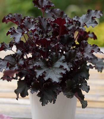 Гейхера "Dark Secret"