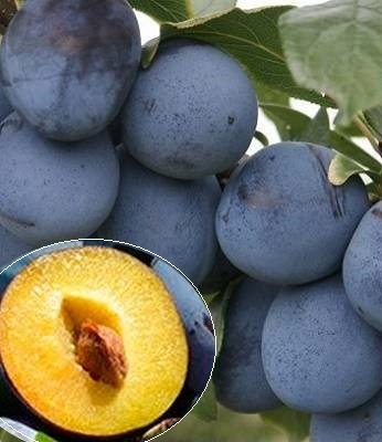 Слива "Топ Хіт" 