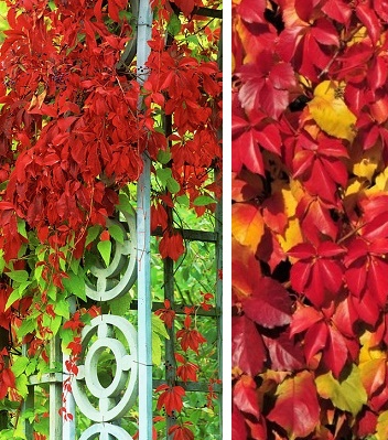 Виноград дівочий  п'ятилистий "Red Wall"Troki" 