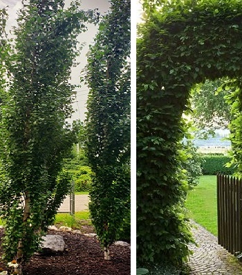 Граб "Fastigiata" (Привита форма)