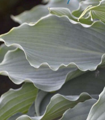 Хоста "Waterslide"