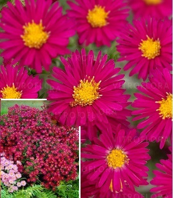 Астра новобельгійська "Winston Churchill"