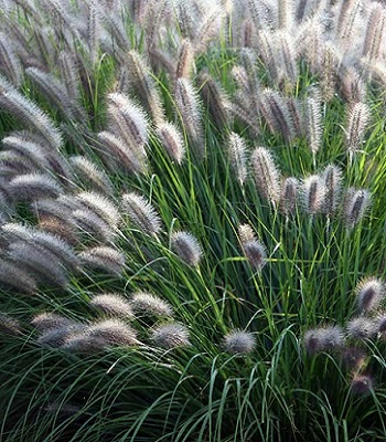 Pennisetum "National Arboretum" 