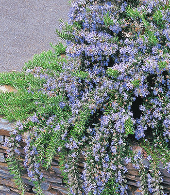 Розмарин "Blue Cascade"