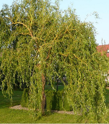 Верба Матсуда 