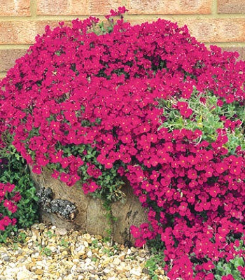 Обрієта "Axcent Burgundy"